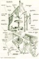 Schema di mulino a ritrecine