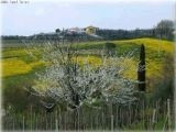 La Luna ciliegi a primavera 2005 (Lastra a Signa)