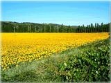 La Luna Girasoli 2005, panorama (Lastra a Signa)