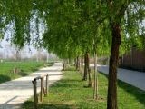 Parco  fluviale in  primavera 2005 | Lastra a Signa